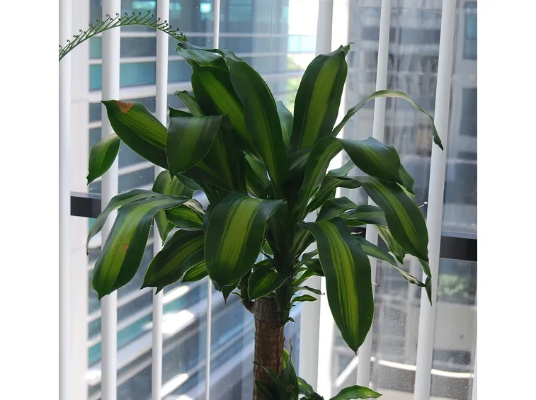 potatura dracaena