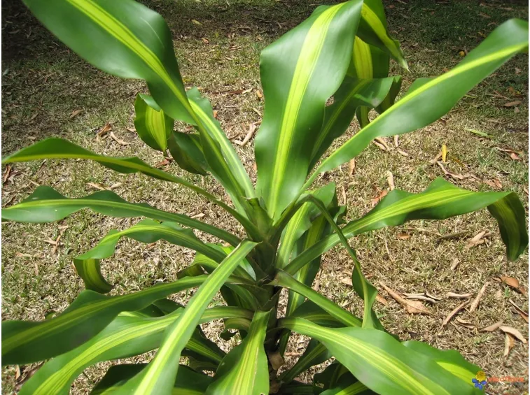 malattia dracaena