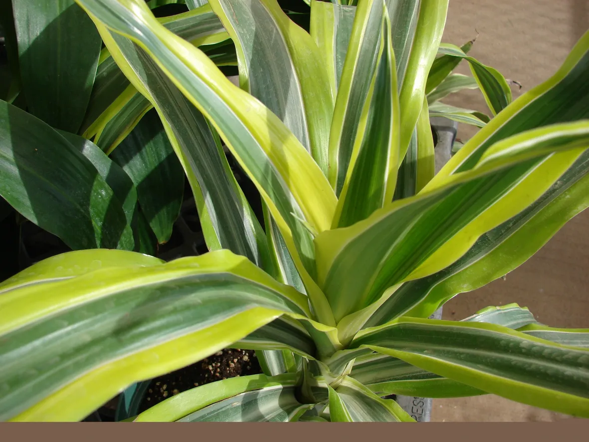 Un esempio di pianta di Dracena Marginata da appartamento tenuta in un vaso