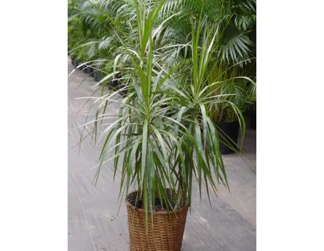 Dracena marginata.