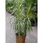 Dracena marginata.