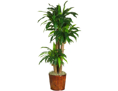 Un esempio di pianta di Dracena da appartamento tenuta in un vaso