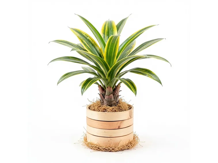 Un esempio di pianta di Dracena da appartamento tenuta in un vaso