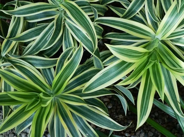 Un esempio di fiore che troviamo sulle piante di Dracena.
