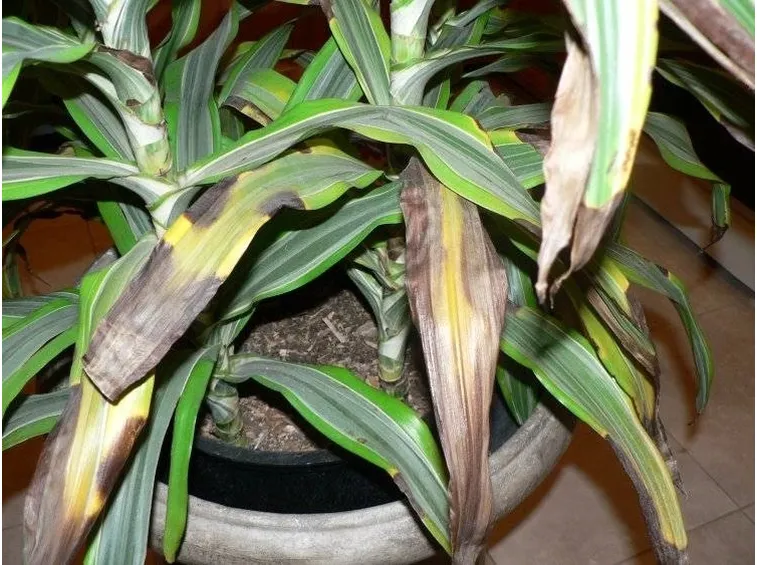 malattia