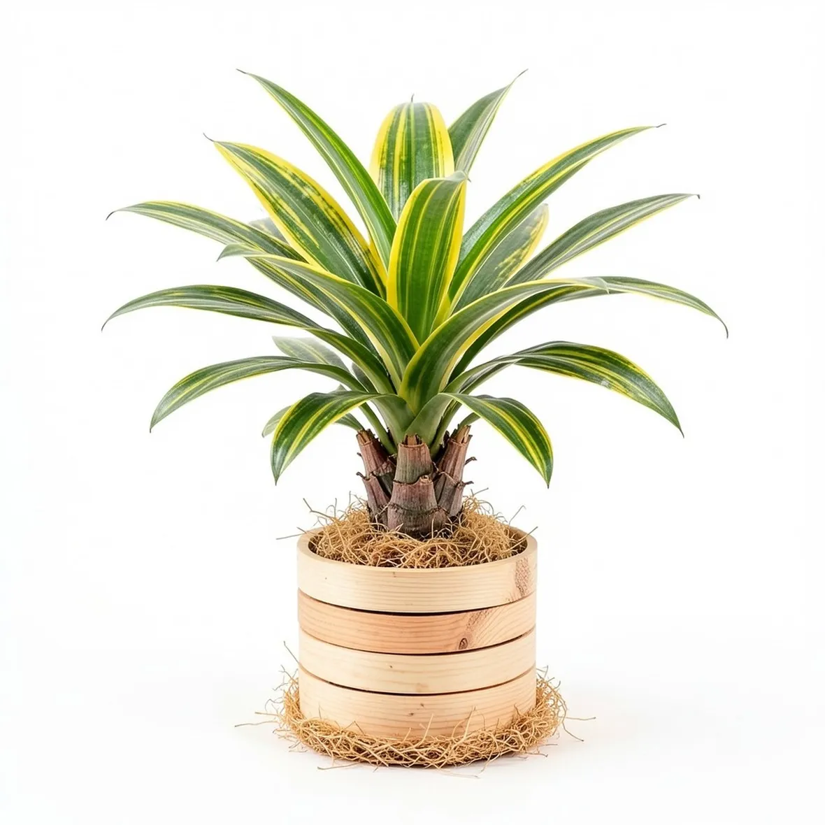 Un esempio di pianta di Dracena da appartamento tenuta in un vaso