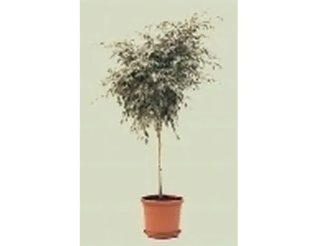 pianta ficus benjamino