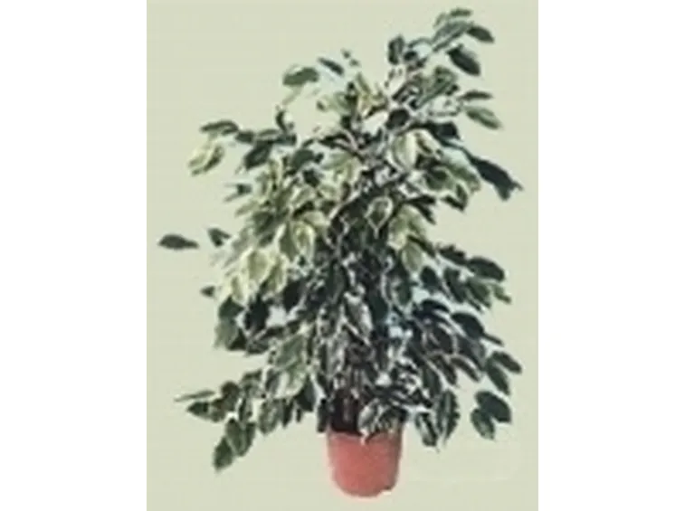 ficus