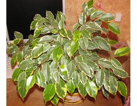 Ficus interno
