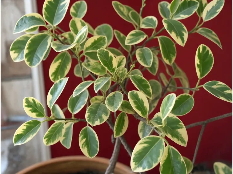 Foglie pianta ficus benjamin