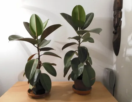 Ficus elastica