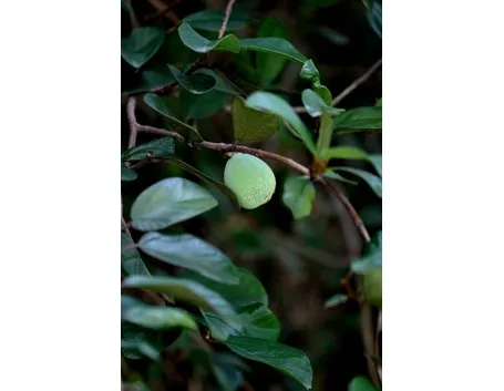 Un particolare di un ficus repens