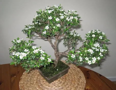 Bonsai Serissa