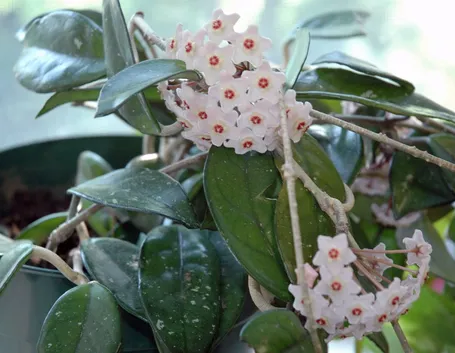 Pianta del fiore di cera