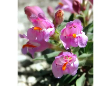 Un esempio di fiori finti