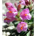 Un esempio di fiori finti