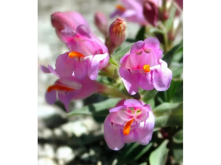 Un esempio di fiori finti