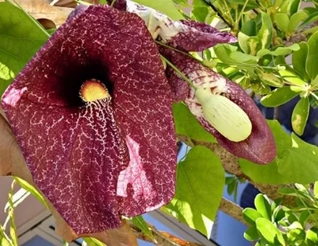 Un esempio di fiori secchi