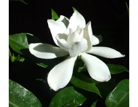 Fiore di gardenia
