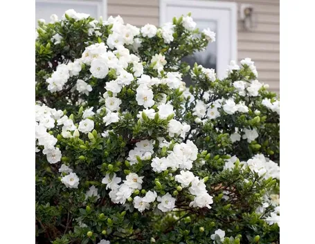 pianta di Gardenia