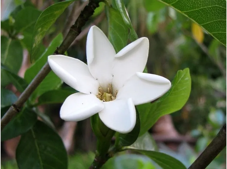 fiori gardenia