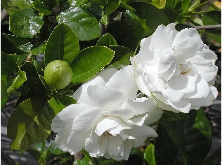 cura gardenia