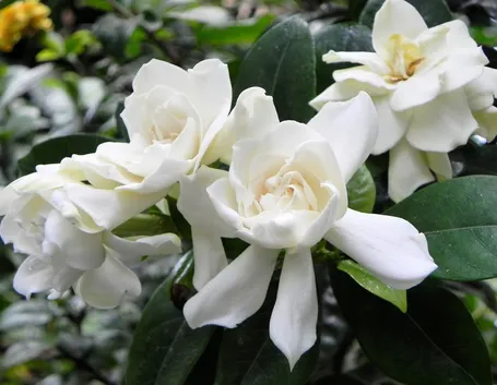 gardenia