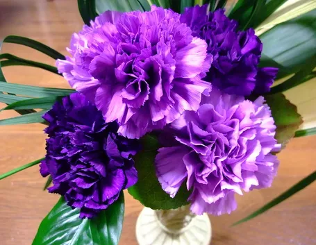 Fiori garofano vaso