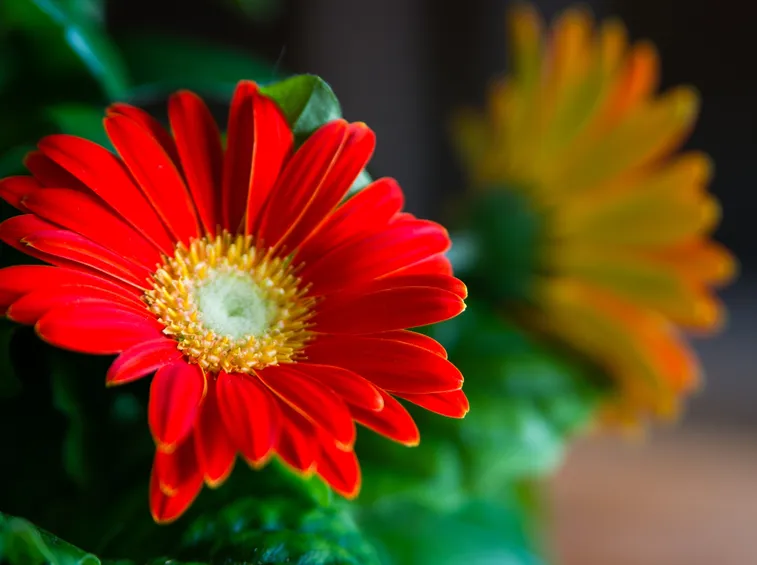 gerbera fiore