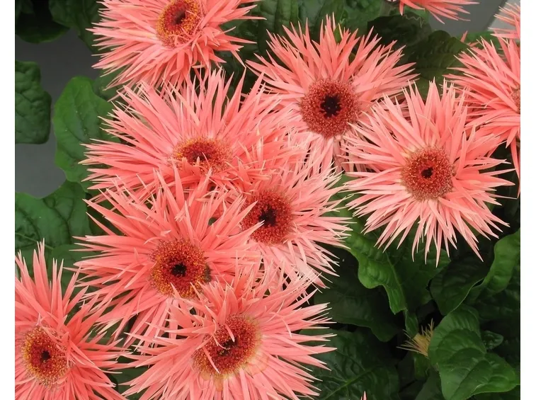 gerbera rosa