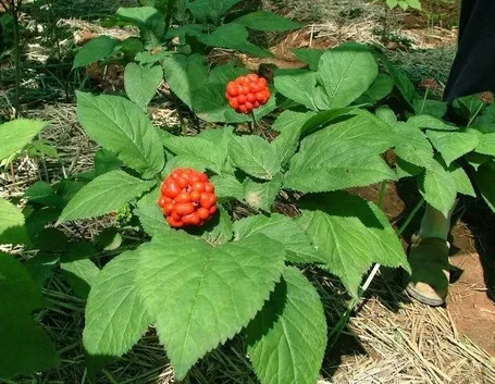 La pianta di ginseng rossa