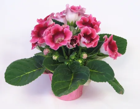 Esemplare di gloxinia