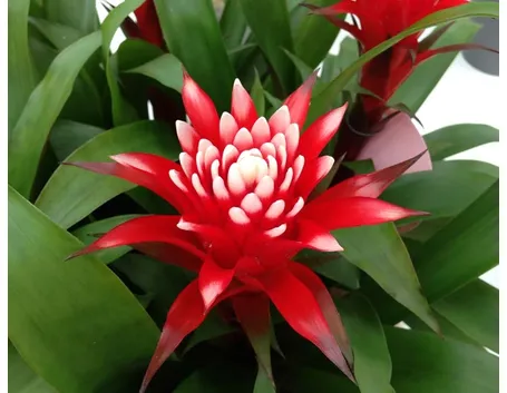 classica pianta di guzmania