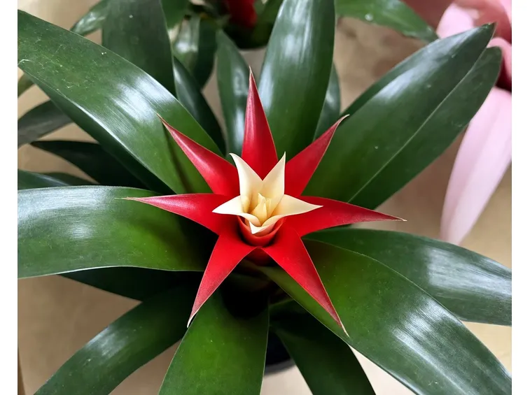 classica pianta di guzmania