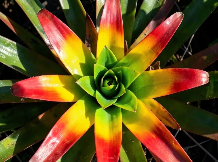 guzmania gialla.