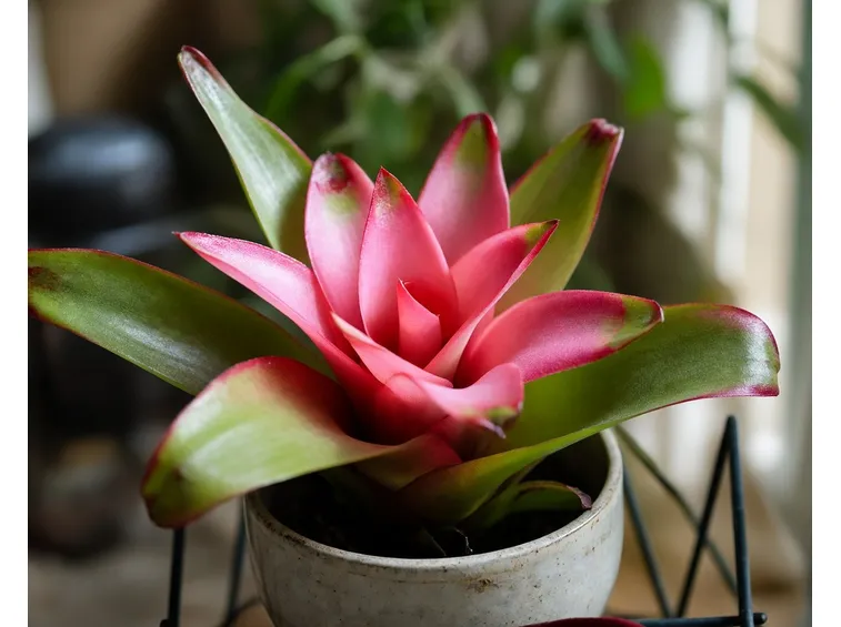 guzmania rosa