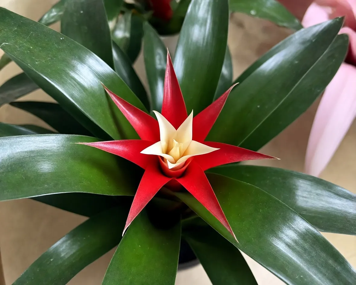 classica pianta di guzmania