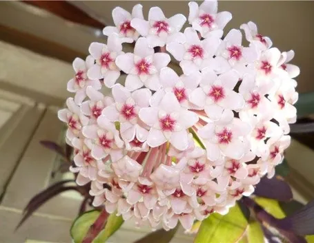 una perfetta fioritura geometrica dell'Hoya carnosa