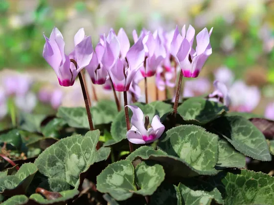 ciclamini fioriti