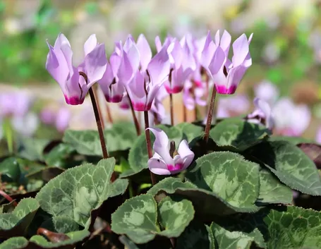ciclamini fioriti