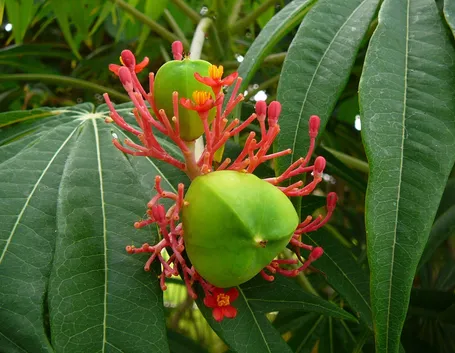 Esempio di Jatropha multifida.