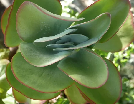 Kalanchoe thyrsiflora
