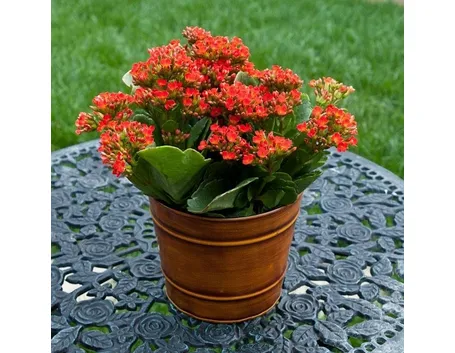 Esempio specie di Kalanchoe.