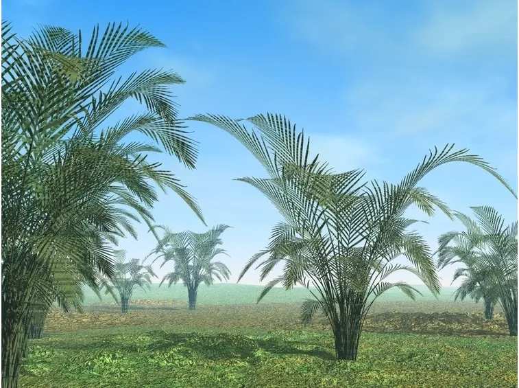 howea in natura.