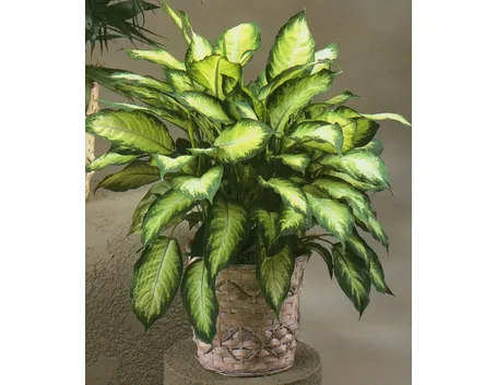 Vaso di Dieffenbachia