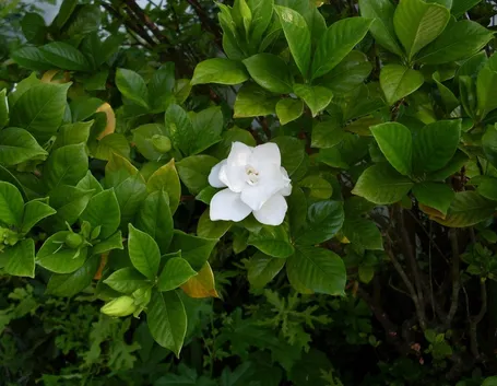 Gardenia in giardino