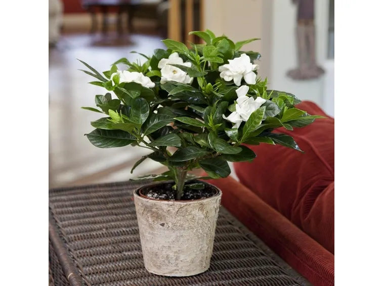 Gardenia in vaso