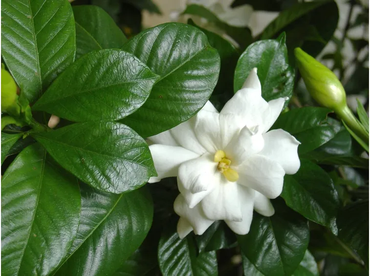 gardenia fiorita