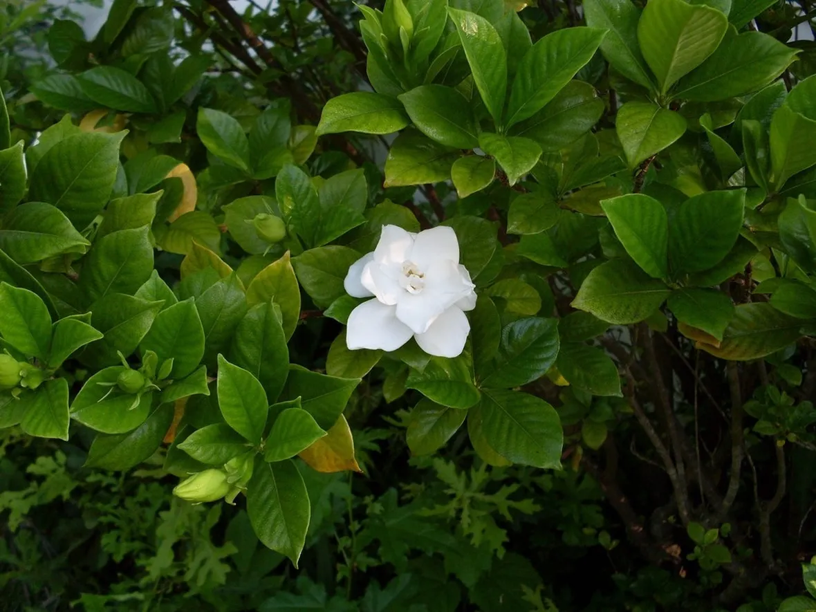 Gardenia in giardino