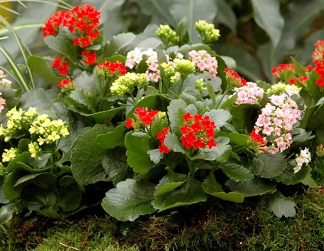 Kalanchoe fiore